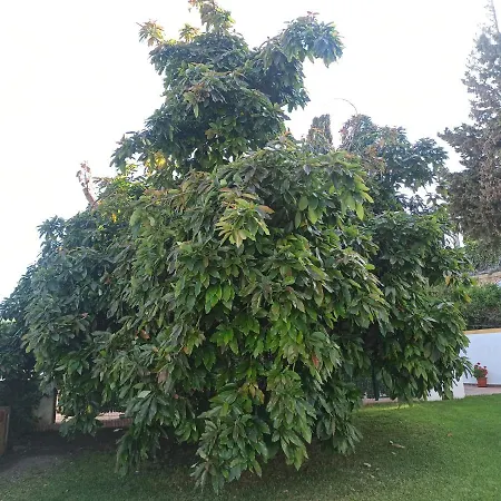 Lejlighed Encantador Apartamento-centrico-con Amplio Jardin