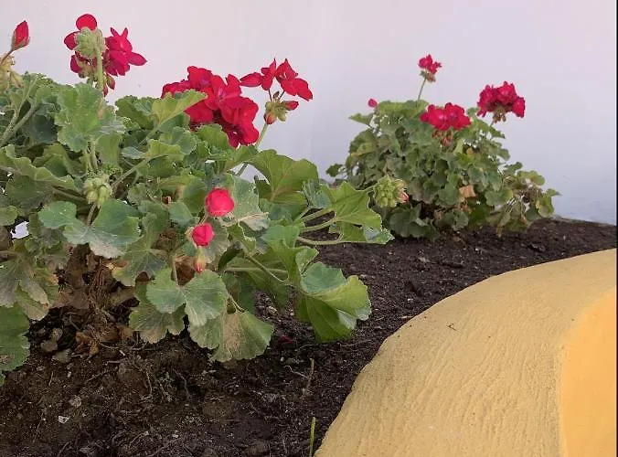 Encantador Apartamento-centrico-con Amplio Jardin Apartment Torremolinos